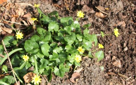 Les floraisons d'avril, suite Les floraisons d'avril, suite