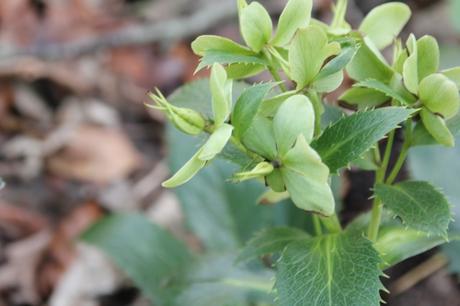 Les floraisons d'avril, suite Les floraisons d'avril, suite
