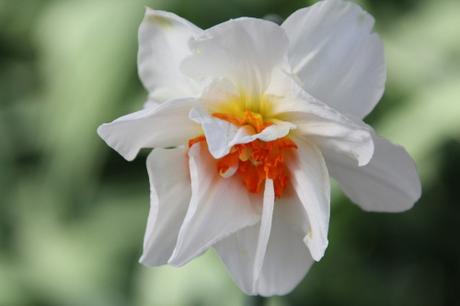 Les floraisons d'avril, suite Les floraisons d'avril, suite