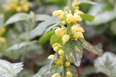 Les floraisons d'avril, suite Les floraisons d'avril, suite