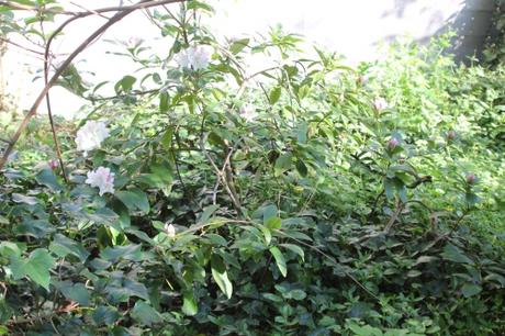 Les floraisons d'avril, suite Les floraisons d'avril, suite