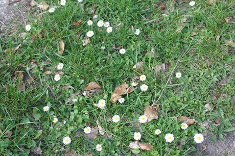 Les floraisons d'avril, suite Les floraisons d'avril, suite