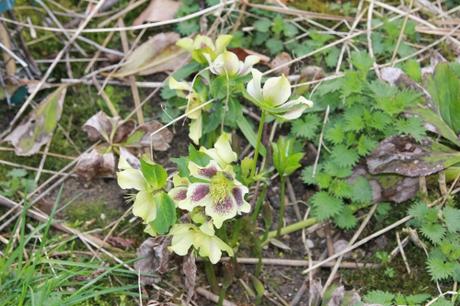 Les floraisons d'avril, suite Les floraisons d'avril, suite