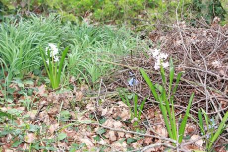 Les floraisons d'avril, suite Les floraisons d'avril, suite