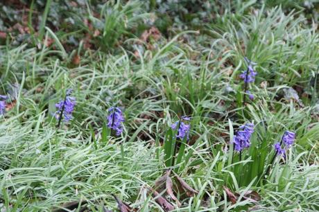 Les floraisons d'avril, suite Les floraisons d'avril, suite