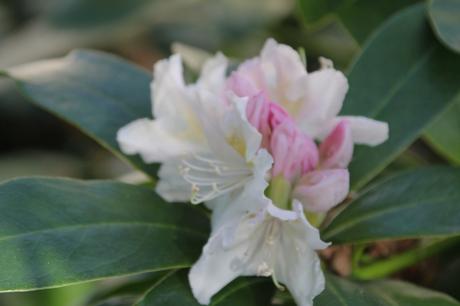 Les floraisons d'avril, suite Les floraisons d'avril, suite