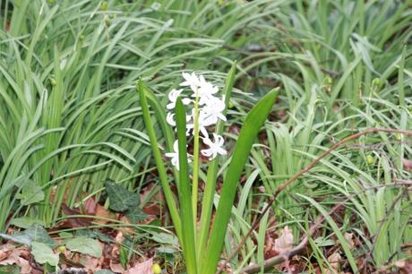Les floraisons d'avril, suite Les floraisons d'avril, suite