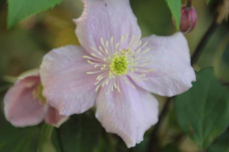 Les floraisons d'avril, suite Les floraisons d'avril, suite