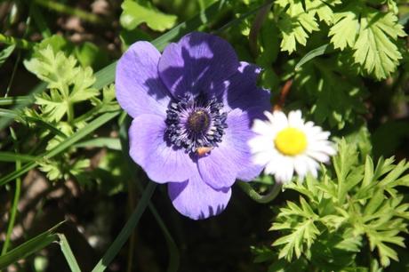 Les floraisons d'avril, suite Les floraisons d'avril, suite