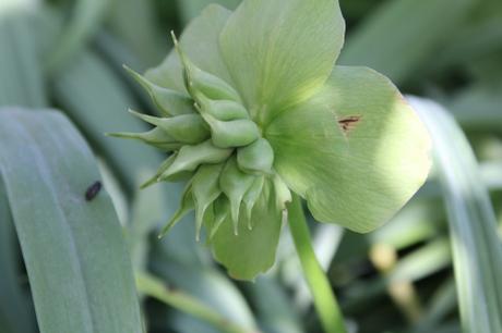 Les floraisons d'avril, suite Les floraisons d'avril, suite