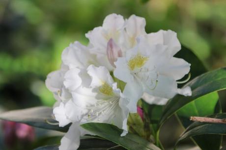 Les floraisons d'avril, suite Les floraisons d'avril, suite