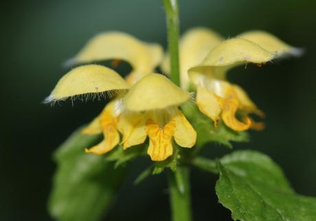 Les floraisons d'avril, suite Les floraisons d'avril, suite