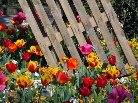 palette à la diable palette à la diable