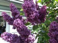 Lilas Lilas