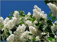 Lilas blanc Lilas blanc