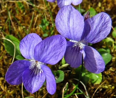 Viola riviniana (Violette de Rivin)