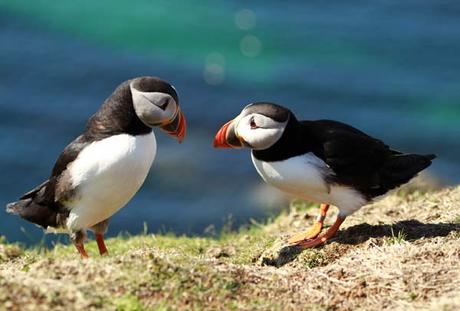 Ile de Lunga : les macareux moines à moins de 2 mètres ! Ile de Lunga : les macareux moines à moins de 2 mètres !