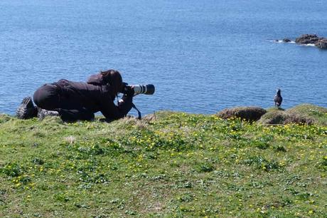 Ile de Lunga : les macareux moines à moins de 2 mètres ! Ile de Lunga : les macareux moines à moins de 2 mètres !