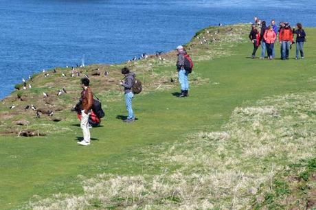 Ile de Lunga : les macareux moines à moins de 2 mètres ! Ile de Lunga : les macareux moines à moins de 2 mètres !