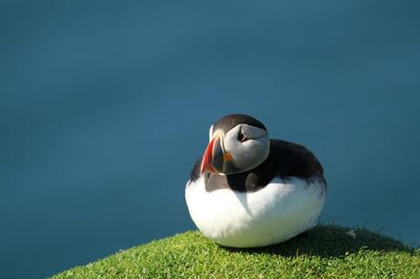 Ile de Lunga : les macareux moines à moins de 2 mètres ! Ile de Lunga : les macareux moines à moins de 2 mètres !