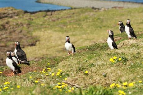 Ile de Lunga : les macareux moines à moins de 2 mètres ! Ile de Lunga : les macareux moines à moins de 2 mètres !