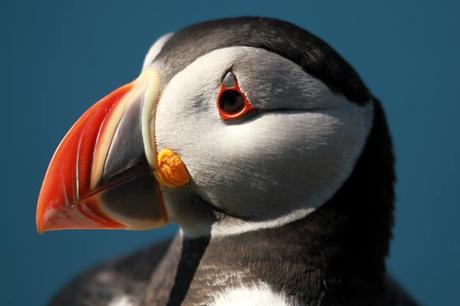 Ile de Lunga : les macareux moines à moins de 2 mètres ! Ile de Lunga : les macareux moines à moins de 2 mètres !