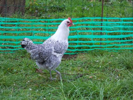 Bienvenue à Alice, poule Hergnies !