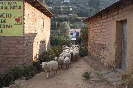 Sur les rives du Titicaca Sur les rives du Titicaca