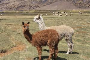 Quechua dans l'âme Quechua dans l'âme