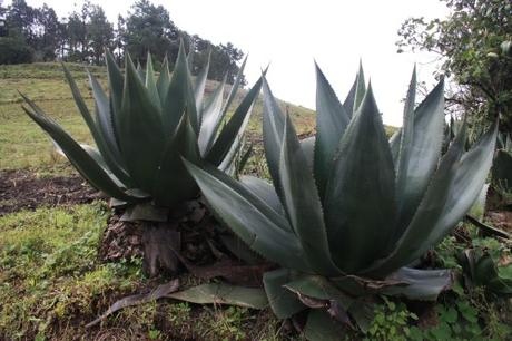 Caminatas de la Sierra Norte... Caminatas de la Sierra Norte...