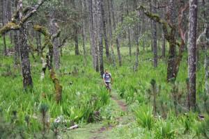 Caminatas de la Sierra Norte... Caminatas de la Sierra Norte...
