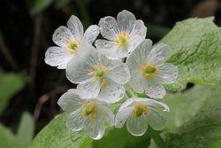 Diphylleia-grayi-5