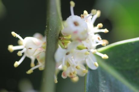 Ilex aquifolium fleurit