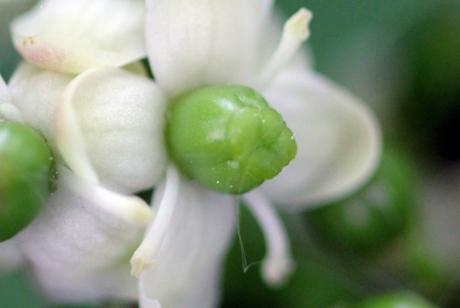 Ilex aquifolium fleurit
