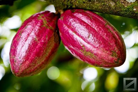 Touton S.A. lance une usine de transformation du cacao au Ghana