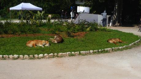 grèce Grèce - Athènes (Jardin National).JPG