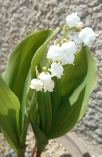 BONHEUR fête,muguet,fête du travail,blogs,bonheur,amis,mai