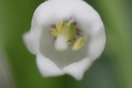Lily of the valley, muguet de mai