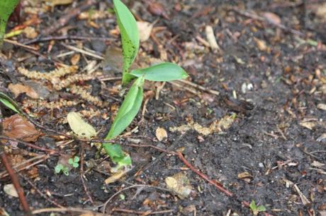 Lily of the valley, muguet de mai