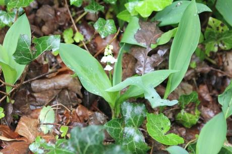 Lily of the valley, muguet de mai