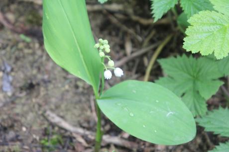 Lily of the valley, muguet de mai