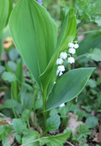 Lily of the valley, muguet de mai