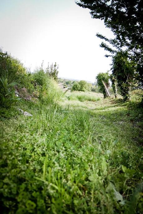 Une balade dans les vignes et un bouquet champêtre tout simple Une balade dans les vignes et un bouquet champêtre tout simple