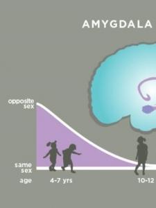 DÉVELOPPEMENT: Chez l'enfant, l'amygdale gère la relation au sexe opposé – Journal of Cognitive Neuroscience
