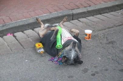 Le show du chien ivre New Orleans