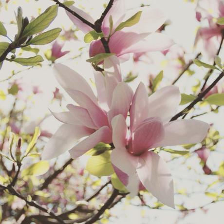 “Dites-lui que je pense à elle
Dans un grand champ de magnolias
Et que si tout’s les fleurs sont belles
Je me brûl’ souvent souvent les doigts
Des magnolias par centaines
Des magnolias comme autrefois
Je ne sais plus comment faire” đŸ˜„#NewYork #ny #spring #magnolia #BotanicGarden #Brooklyn #flower #beauty #blossom  (à Brooklyn Botanic Garden)