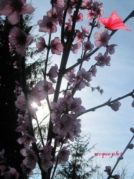 Divers - Quelques fleurs du jardin le vent a passé par là et voilà le résultat sur la dernière photo........dommage