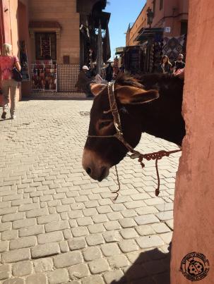Marrakech, 3 jours dans la « Ville rouge » Marrakech, 3 jours dans la « Ville rouge »