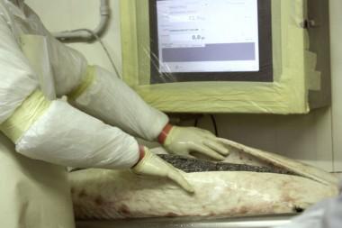 Extraction des œufs © P.Faus Extraction des œufs © P.Faus 380x253