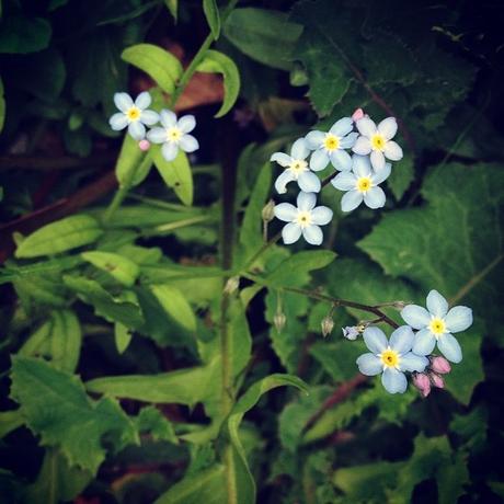 La semaine du 1er mai #365photosduquotidien #16/52 #lundisadeuxdaliceetzaza La semaine du 1er mai #365photosduquotidien #16/52 #lundisadeuxdaliceetzaza